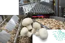 BcCSEgmzdu_900x.webp